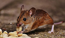 24 Hour & Emergency Exterminators in Coast Guard Finance Center, VA